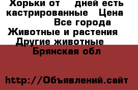   Хорьки от 35 дней есть кастрированные › Цена ­ 2 000 - Все города Животные и растения » Другие животные   . Брянская обл.